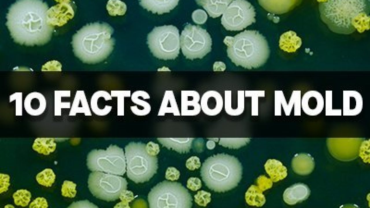 The facts on mould