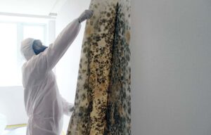 Mold Remediation: How to Get Rid of Mold