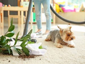 Mastering the Art of Carpet Care: Avoid These Six Missteps