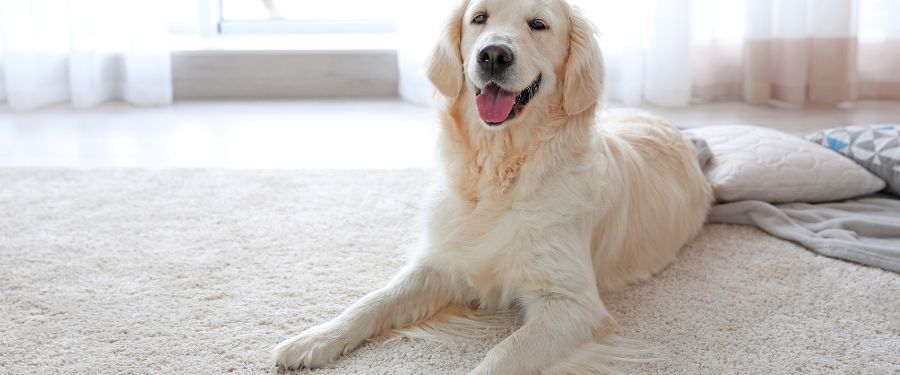 Case Study 2: Improved Air Quality in a Pet Owner’s Home